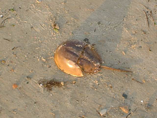 horseshoecrab