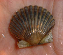 livescallop