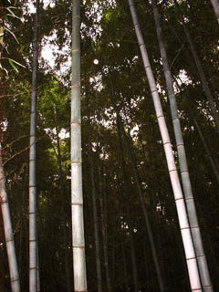 bambooforest