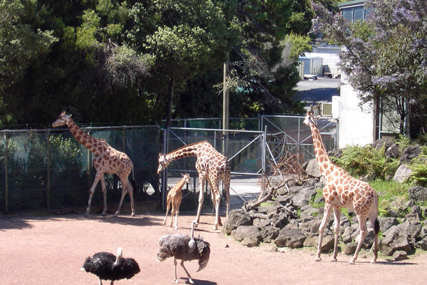 giraffes1