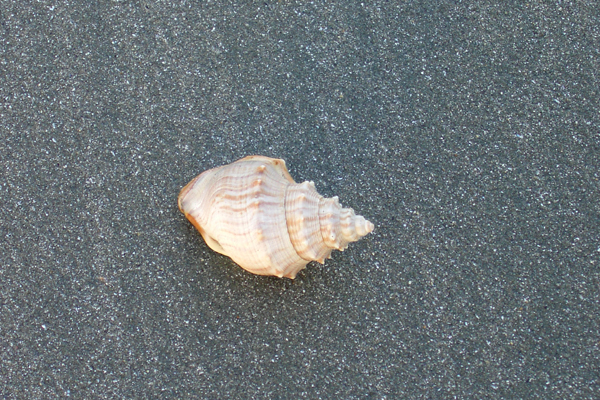 shell-smaller