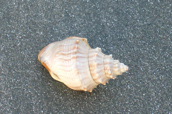 shell