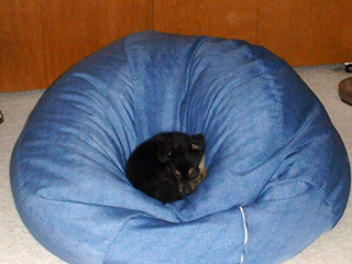 0130b-beanbag2
